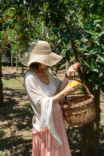 Picking lemons in Sorrento