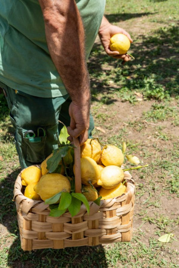 Fresh Lemons