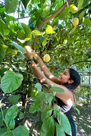 Pick the lemons from our lemon grove